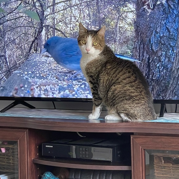 Meet your Posher, Evey - Picture 3 of 8